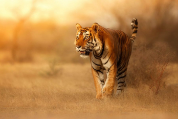 Tigerpfeffer
