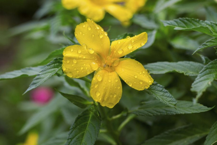 Ringelblumenblätter getrocknet kaufen - essbare Blüten für Tee Küche und Dekoration