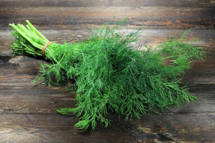 Dillspitzen kaufen, getrockneter Dill für Fisch Salate Kartoffeln und Dips