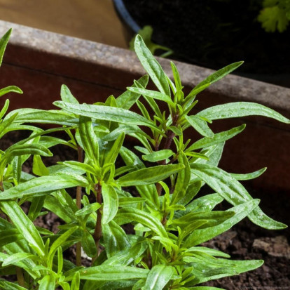 Bohnenkraut gerebelt, aromatisch, online kaufen, im Onli