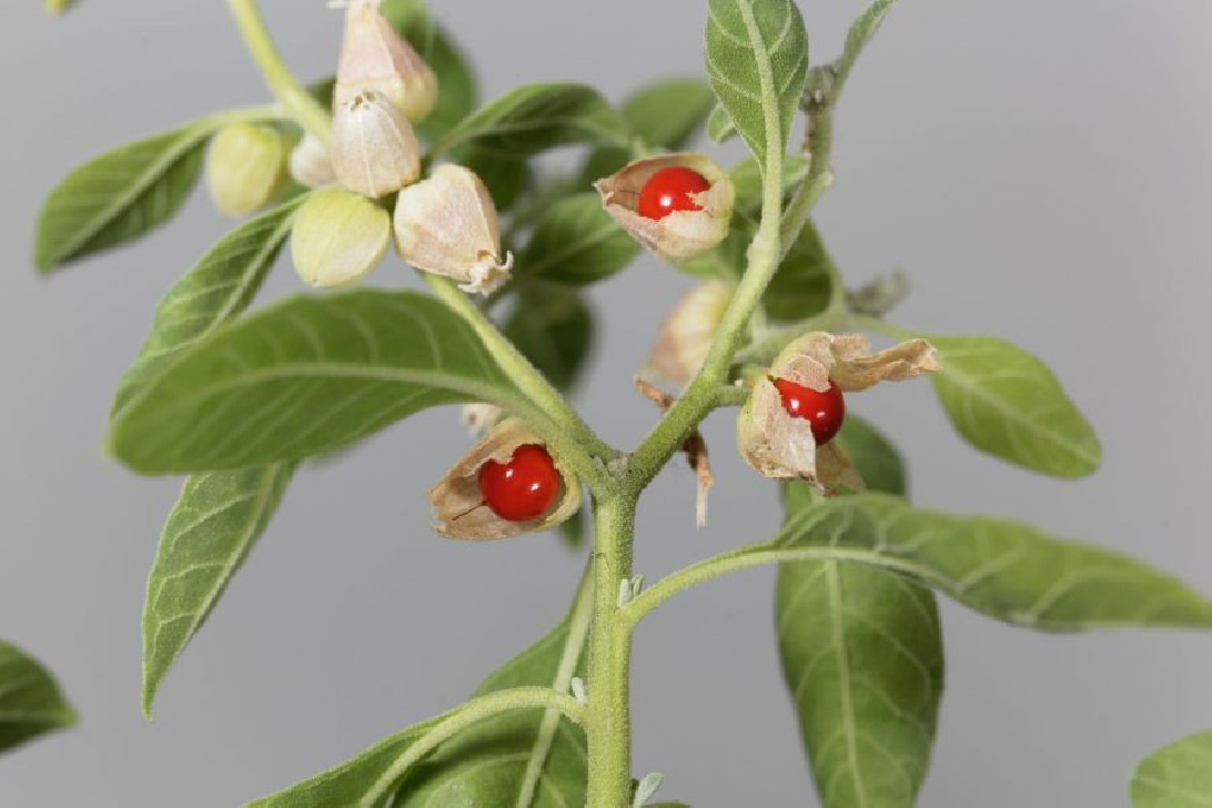 Ashwagandha Pulver, Withaniawurzel gemahlen