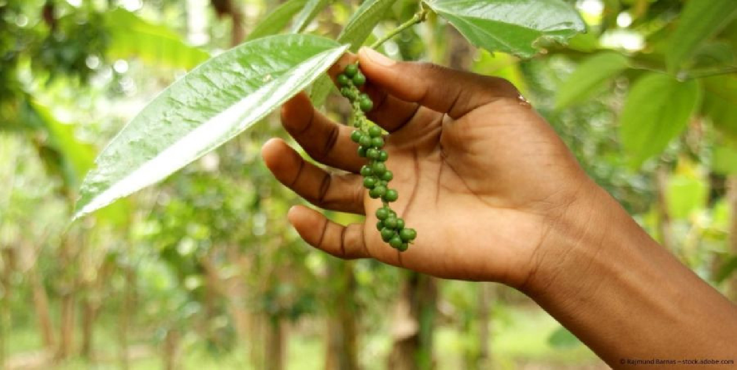 Madagaskar Pfeffer, Voatsiperifery Urwaldpfeffer