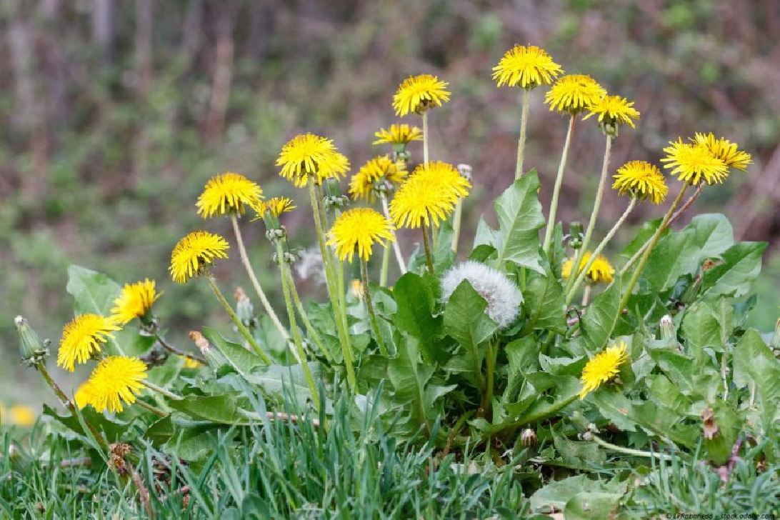 Löwenzahn Tee, Löwenzahnblätter, Pusteblumen Tee kaufen