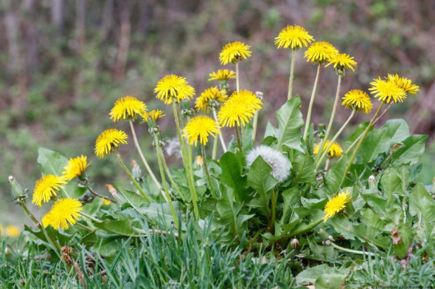 Löwenzahn Tee, Löwenzahnblätter, Pusteblumen Tee kaufen