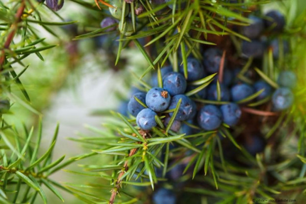 Wacholderbeeren ganz, hoch-aromatisch, ideal für Gin