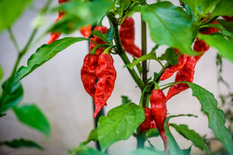 Carolina Reaper Chili gemahlen kaufen extrem scharfes Gewürz 2200000 Scoville