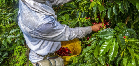 Erotic STARKE Kaffeebohnen - Vollmundiger Genuss für jeden Tag