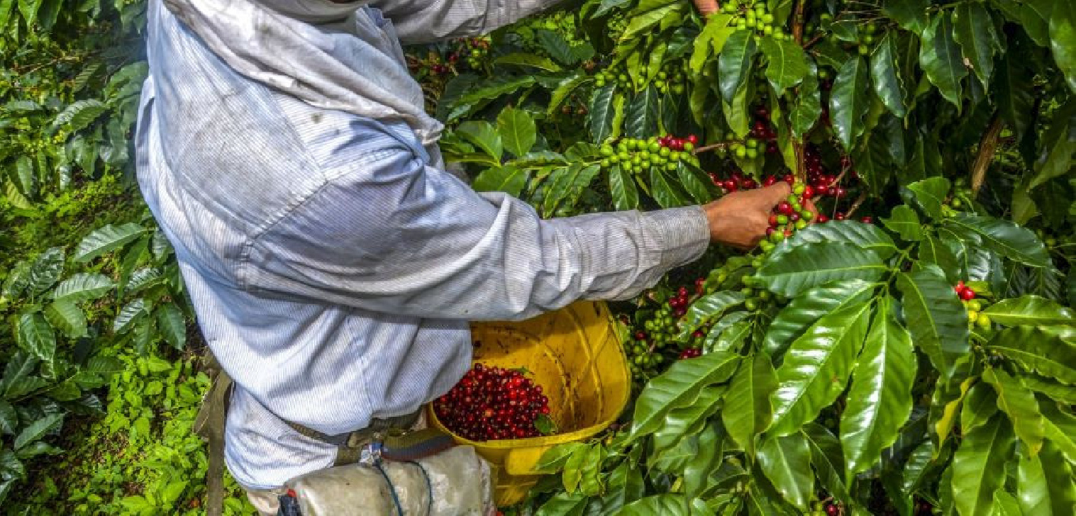Erotic STARKE Kaffeebohnen - Vollmundiger Genuss für jeden Tag