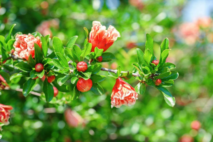 Granatapfel Blüten kaufen für Tee Deko Desserts und Cocktails aromatisch und vielseitig