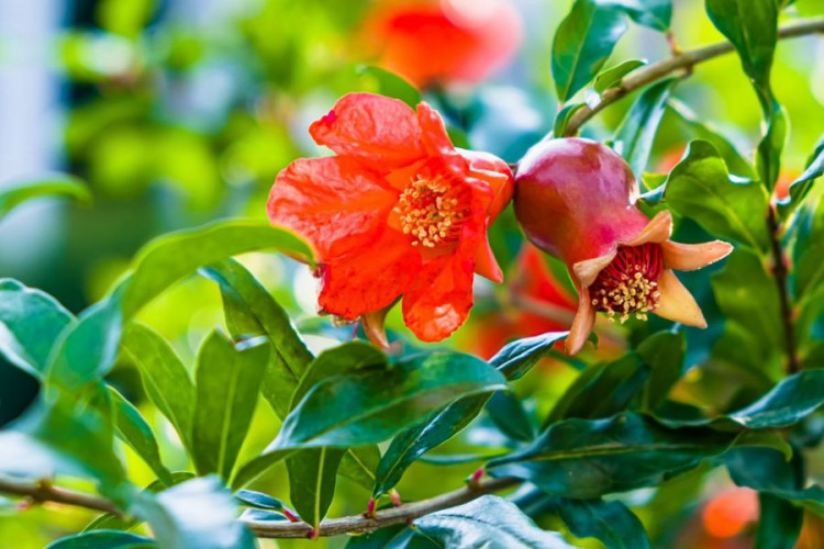 Granatapfel Blüten kaufen für Tee Deko Desserts und Cocktails aromatisch und vielseitig