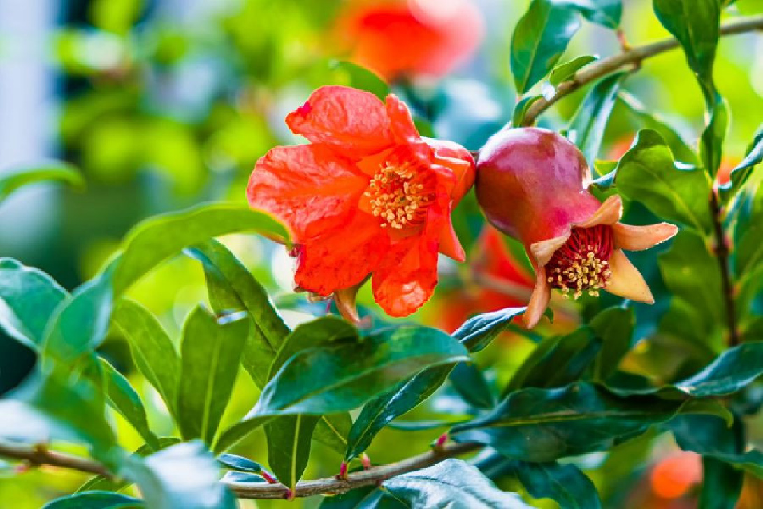 Granatapfel Blüten