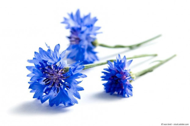 Kornblumenblütenblätter blau, essbare Blüten, auch zum dekorieren geeignet, kaufen
