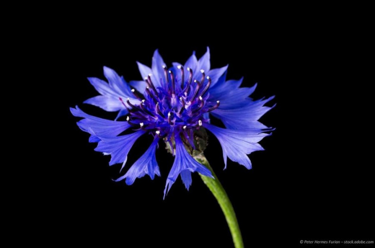 Kornblumenblütenblätter blau essbare Blüten kaufen für Deko Tee und Küche