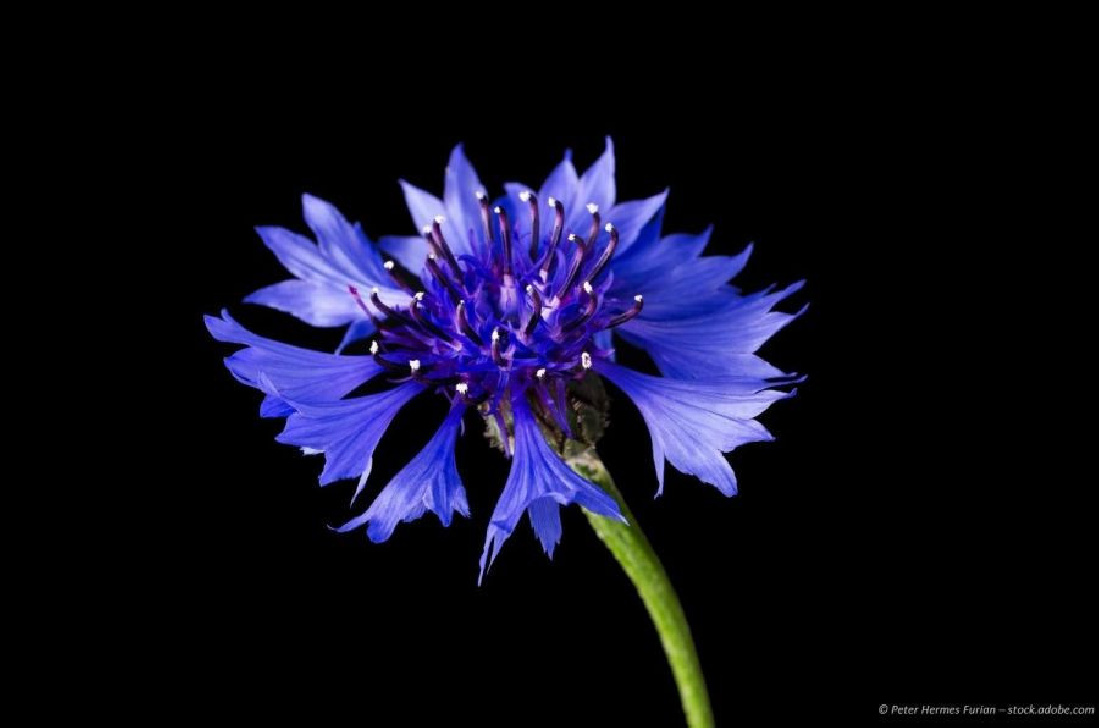 Kornblumenblütenblätter blau, essbare Blüten, auch zum dekorieren geeignet, kaufen