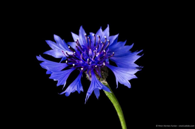 Kornblumenblütenblätter blau, essbare Blüten, auch zum dekorieren geeignet, kaufen
