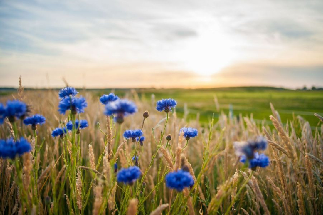 Kornblumenblütenblätter blau, essbare Blüten, auch zum dekorieren geeignet, kaufen