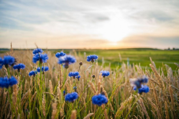 Kornblumenblütenblätter blau, essbare Blüten, auch zum dekorieren geeignet, kaufen