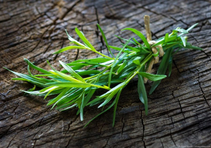 Estragon kaufen aromatisches Kräuter Gewürz für Saucen Salate und feine Küche