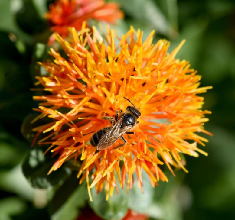 Saflorblüten, Färberdistel