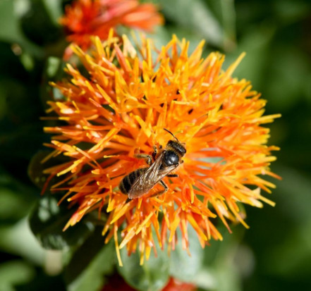 Saflorblüten, Färberdistel