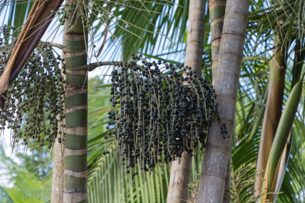 Acai Beeren Pulver, aus echten Beeren hergestellt
