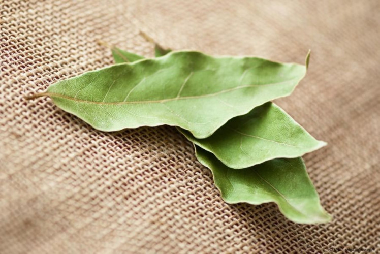 Lorbeerblätter getrocknet kaufen, aromatisches Gewürz für Suppen, Eintöpfe und Fleisch