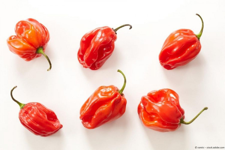 Habanero Chili Pulver El Diablo extra scharfes Chili Gewürz Red Savina Art kaufen