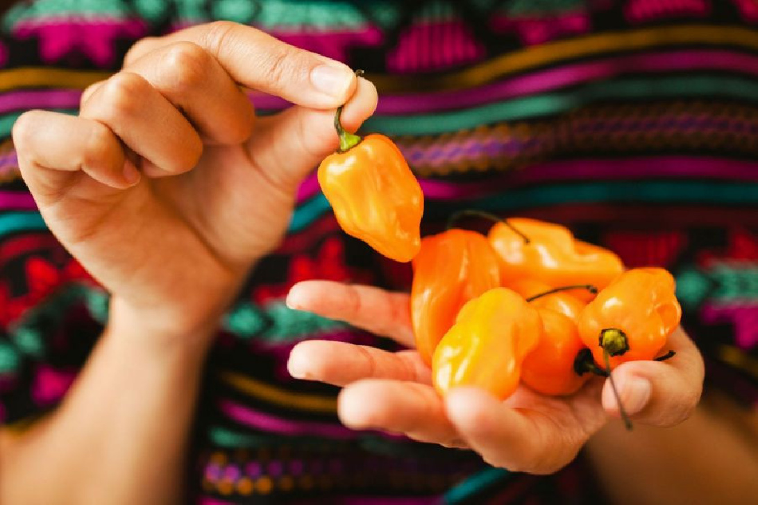 El Diablo - Habanero Chili Pulver, gemahlene Habanerochili