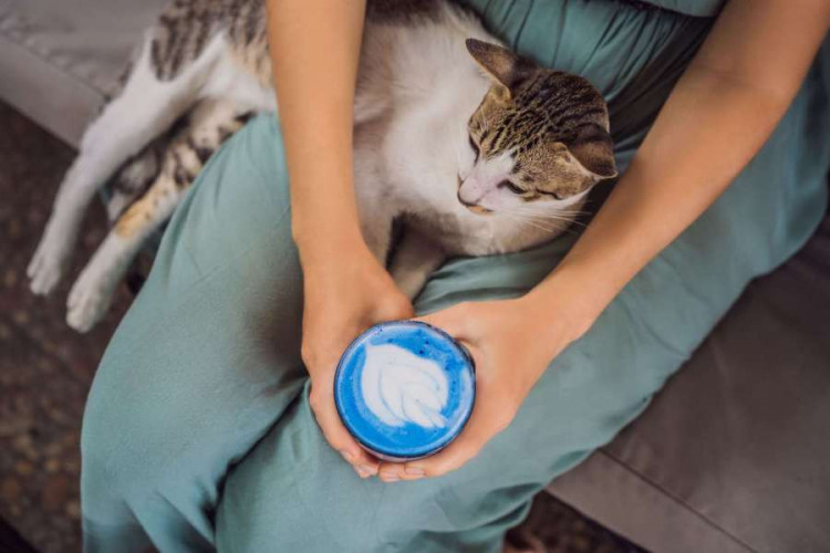 Spirulina Pulver blau natürliche blaue Lebensmittelfarbe für Backen Getränke Desserts