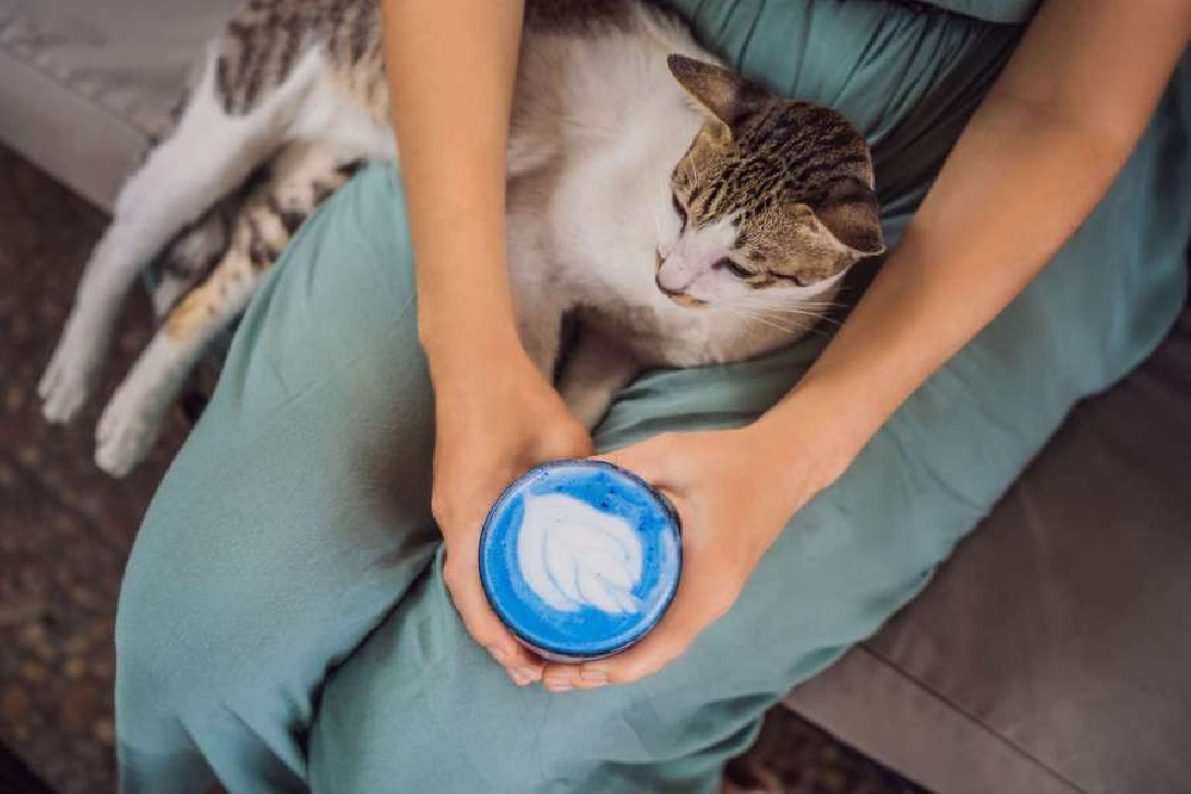 Spirulina blau, blaue Lebensmittelfarbe, Blue Food, schonend hergestellt