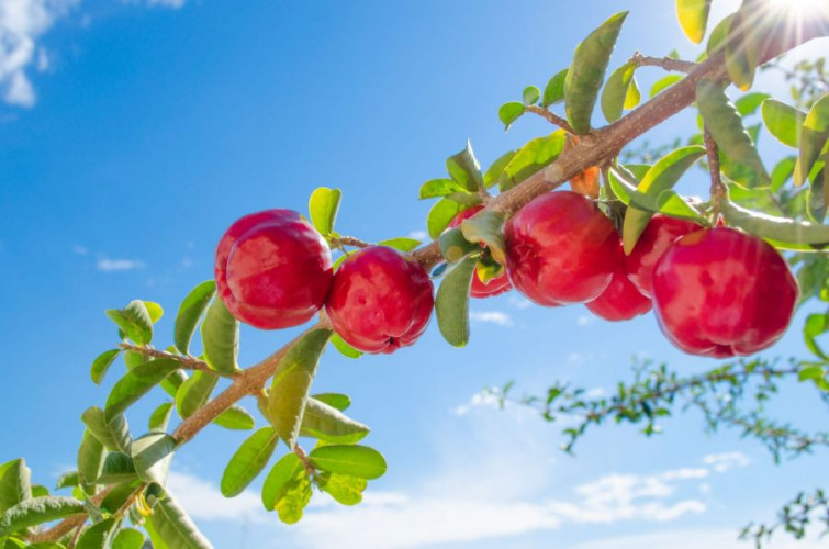 Acerola Pulver fruchtig für Smoothies Getränke Backen kaufen