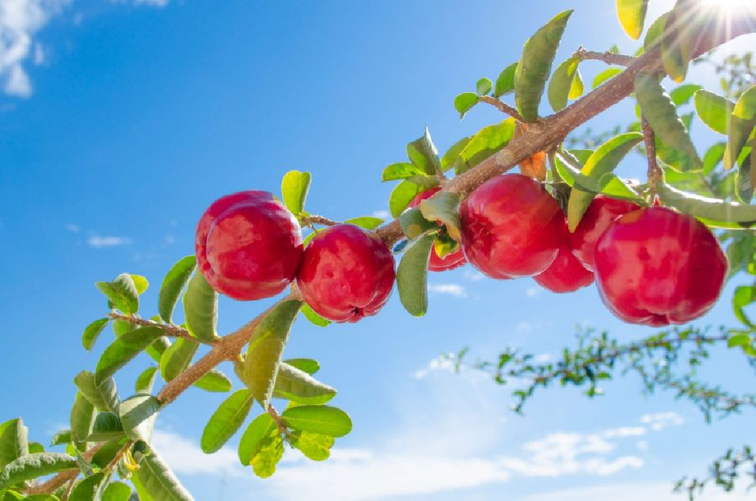 Acerola Pulver