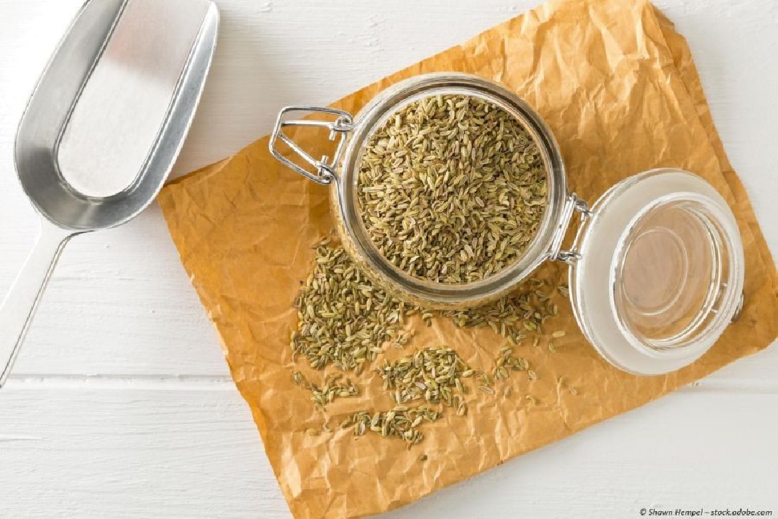 Fenchel Samen ganz, für Tee oder zum kochen