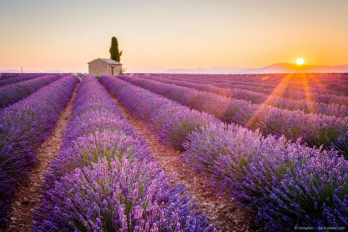 Herbes de Provence (Kräuter der Provence)