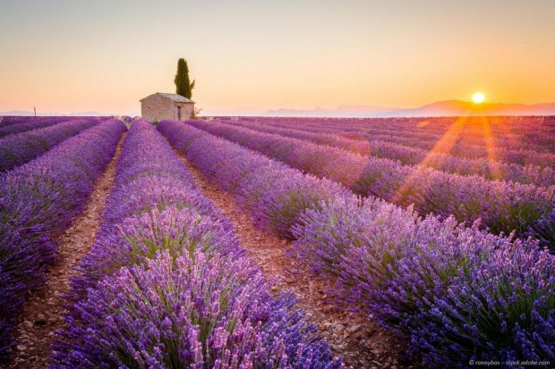 Herbes de Provence (Kräuter der Provence)