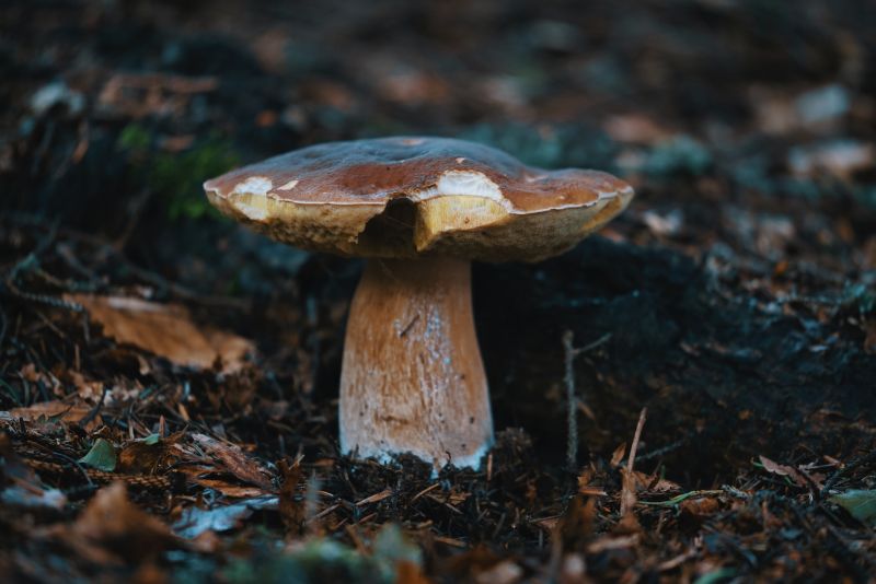 4. Bild von Getrocknete Steinpilze, Porcini mushrooms dried